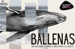 Imagen muestra de la actividad Ballenas, que nos lleve la marea o encallemos a la orilla