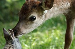 Imagen muestra de la actividad Bambi, una vida en el bosque