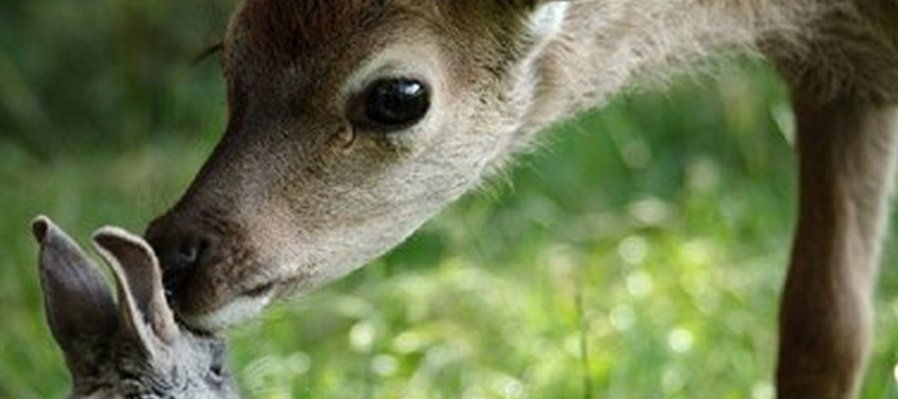 Bambi, una vida en el bosque