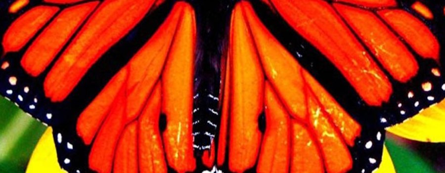 Biología animal básica y entomología