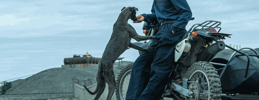 Black Dog