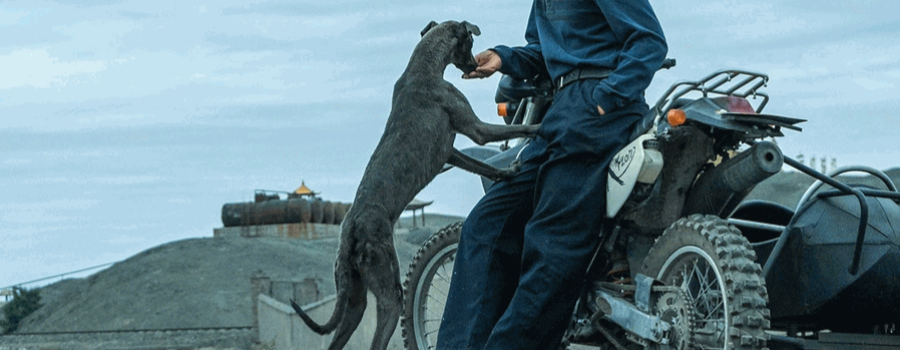 Black Dog