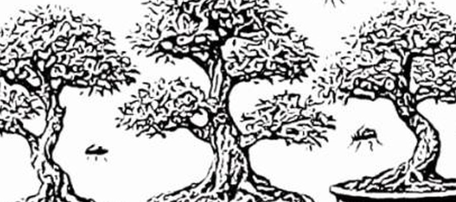 Bonsáis y las moscas