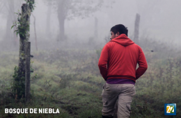 Imagen muestra de la actividad: Bosque de niebla