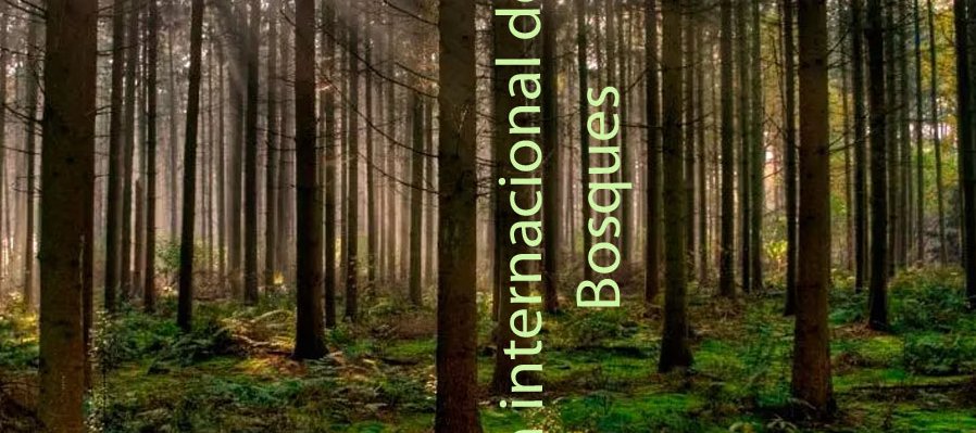 Día internacional de los bosques
