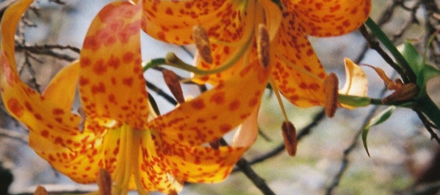 Bosquizarse: Estrategias para germinar un ensayo naturalista a nivel hiperlocal