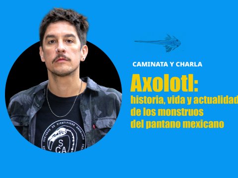 Axolotl:  historia, vida y actualidad de los monstruos  del pantano mexicano