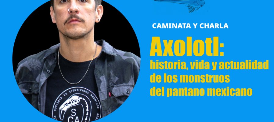 Axolotl:  historia, vida y actualidad de los monstruos  del pantano mexicano