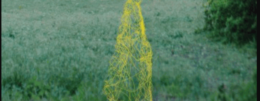 Larva, crisálida mariposa
