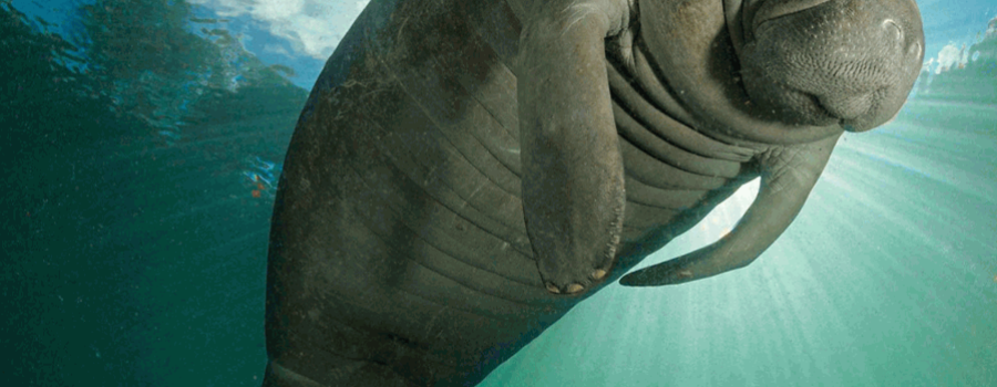 El manatí: un gigante de los ríos