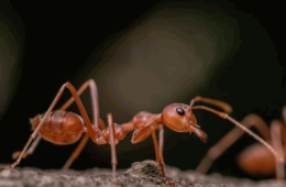 Imagen muestra de la actividad El adiós en el reino animal