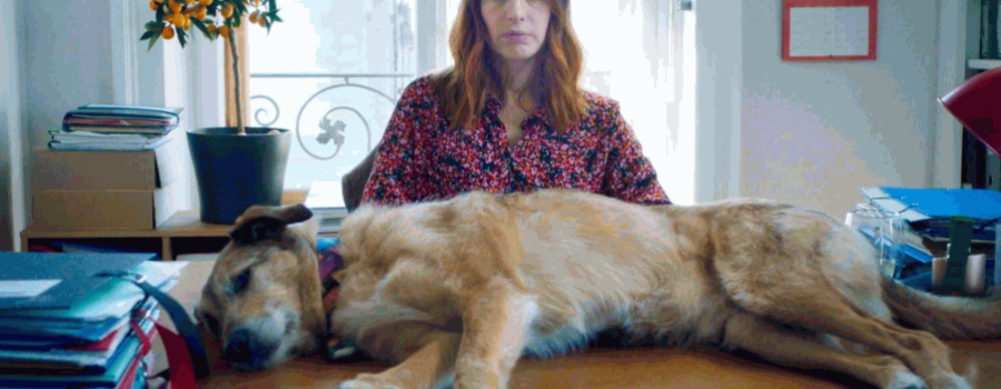 El juicio de un perro