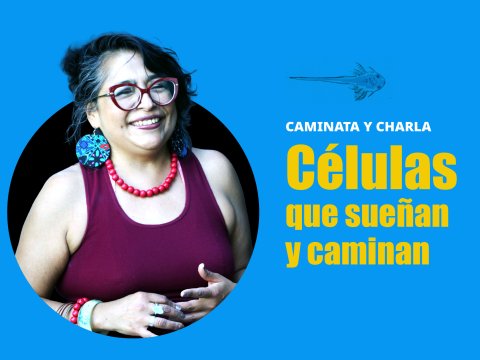 Células  que sueñan  y caminan