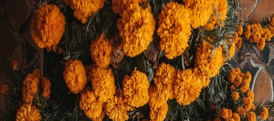 Cosmetología a base de flores de cempoalxochitl