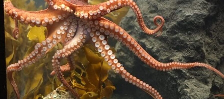 ¿Sueñan los pulpos con babosas fotosintéticas?