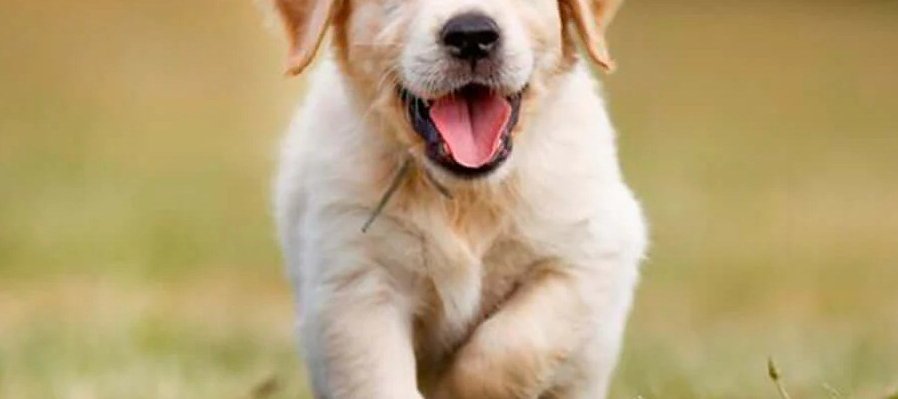 Club de adiestramiento canino