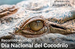 Imagen muestra de la actividad Día nacional del cocodrilo