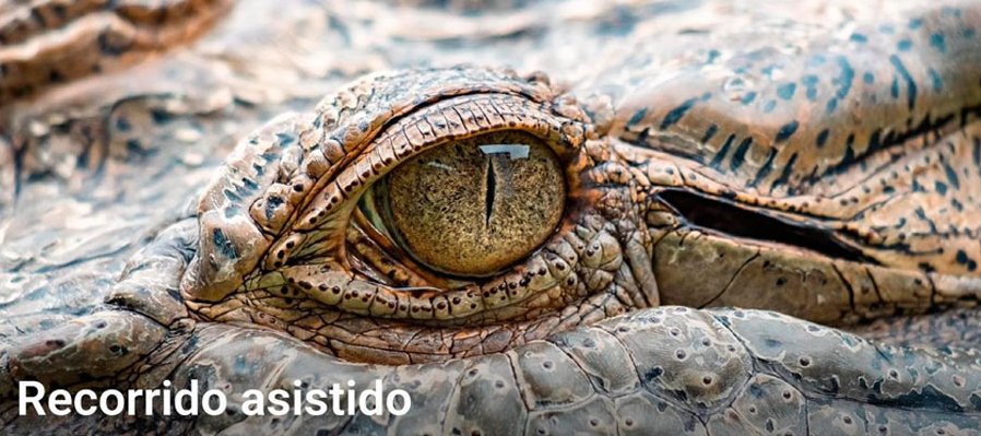 Día nacional del cocodrilo
