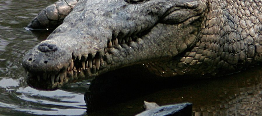 Cocodrilo del río