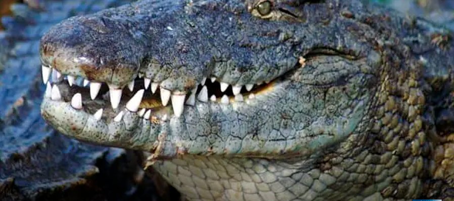 cocodrilos, el último dragón