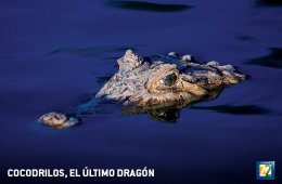 Imagen muestra de la actividad Cocodrilos, el último dragón