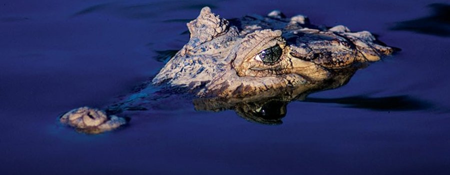 Cocodrilos, el último dragón