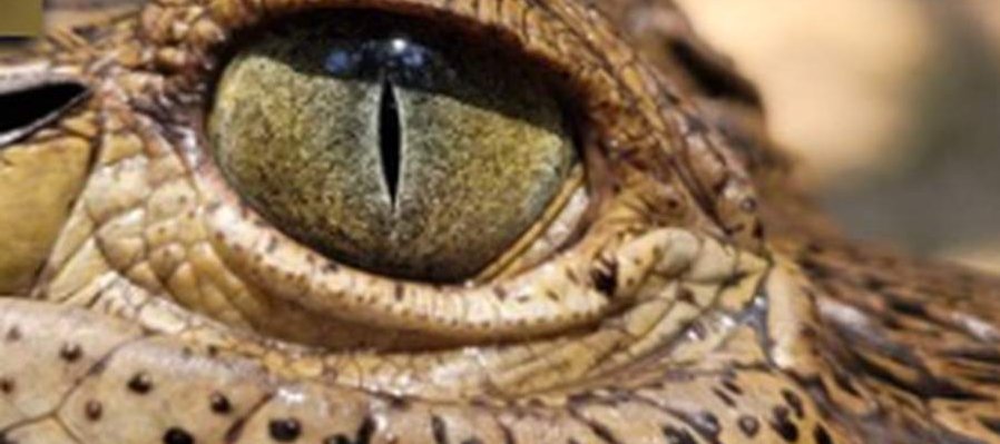 Cocodrilos de México, fósiles vivientes