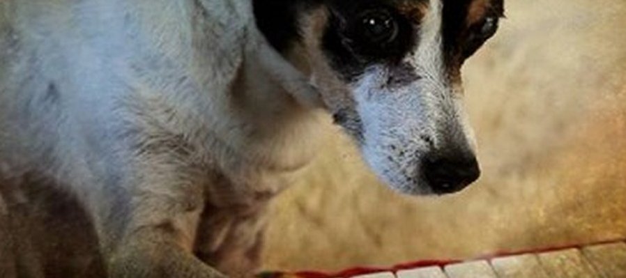 Corazón de perro