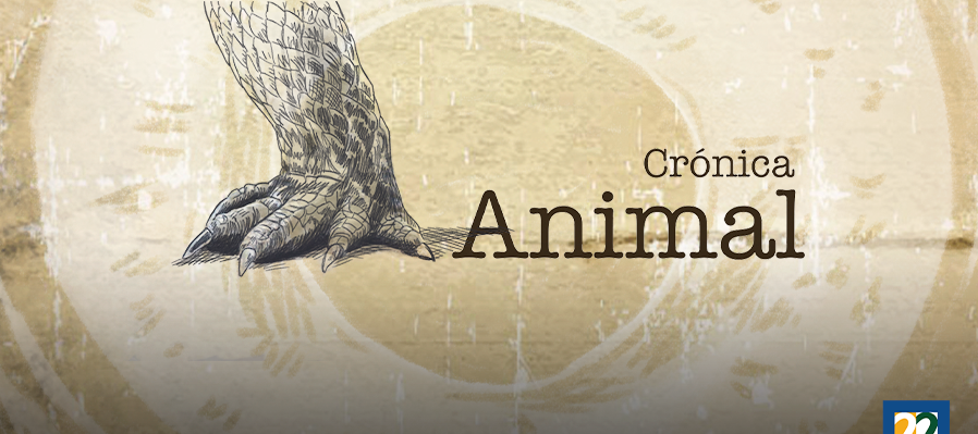 Crónica animal