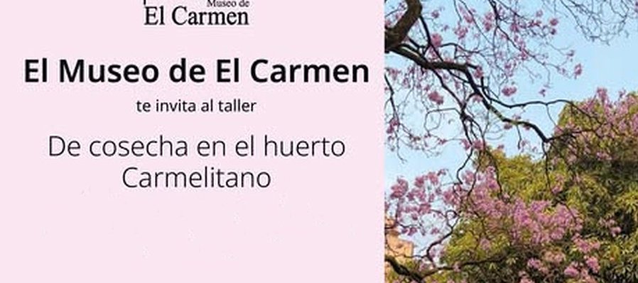 De cosecha en el huerto Carmelitano