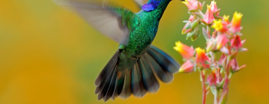 Colibríes