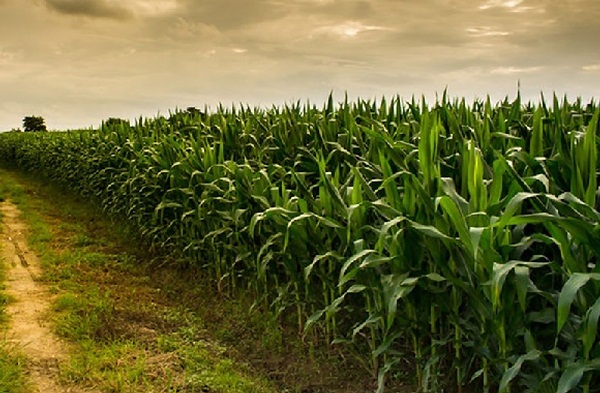 Rompecabezas de la milpa