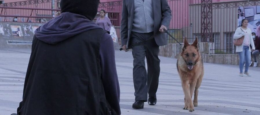 El ladrón de perros