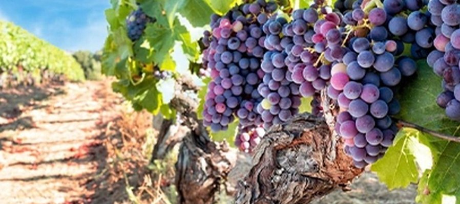 El arte del vino: cultura, sentidos y placer