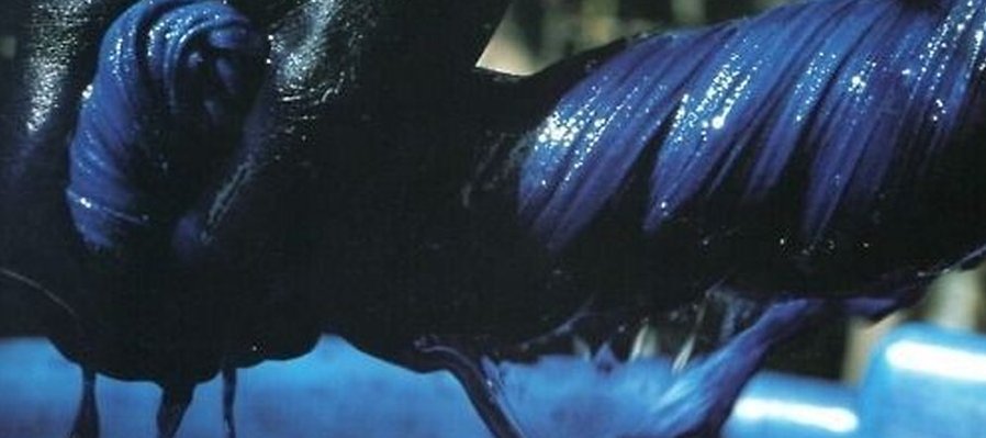 El azul de los Dioses