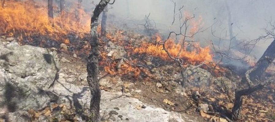El combate de incendios forestales en Guanajuato