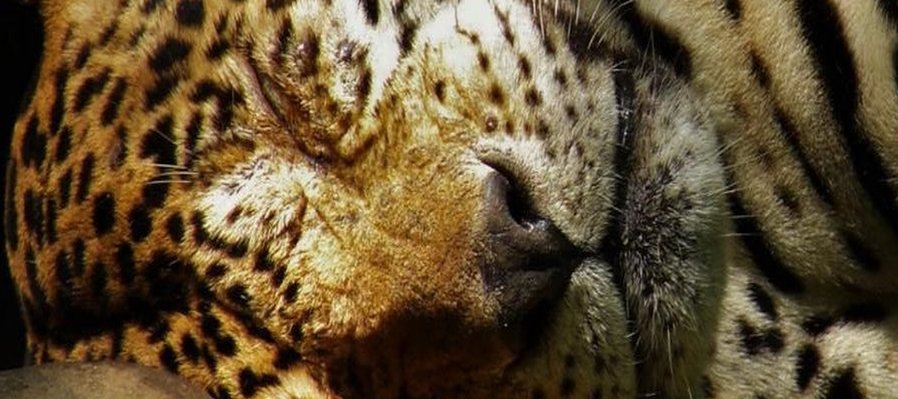 El jaguar en México