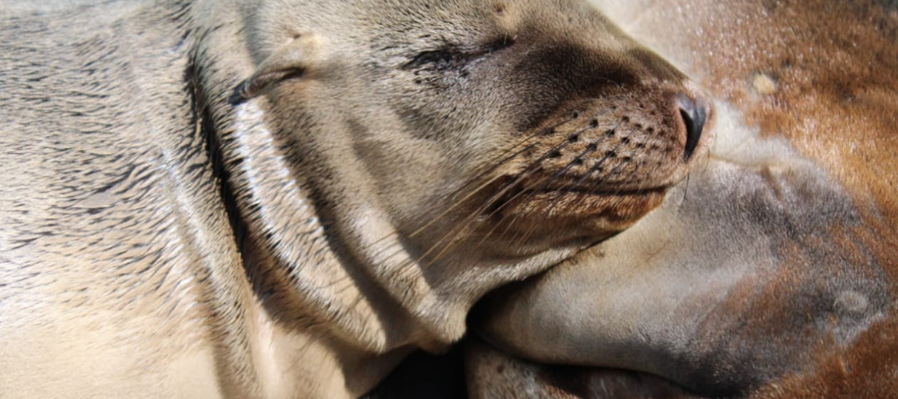 El lobo marino choyero de Los Islotes