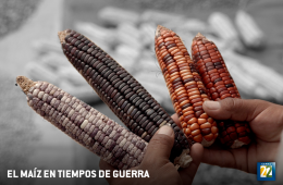 Documental Social Americano | El maíz en tiempos de guer...