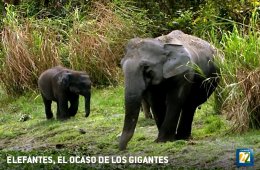 Imagen muestra de la actividad Elefantes, el ocaso de los gigantes