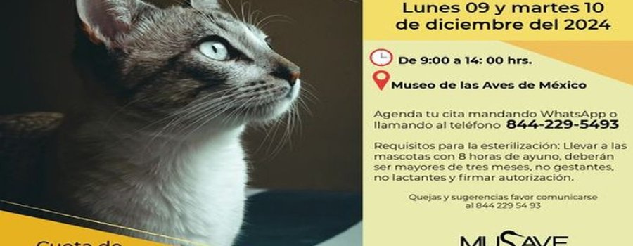 Campaña de esterilización para gatos
