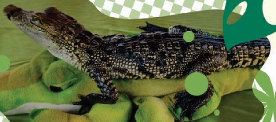 Exhibición de reptiles: El museo viviente