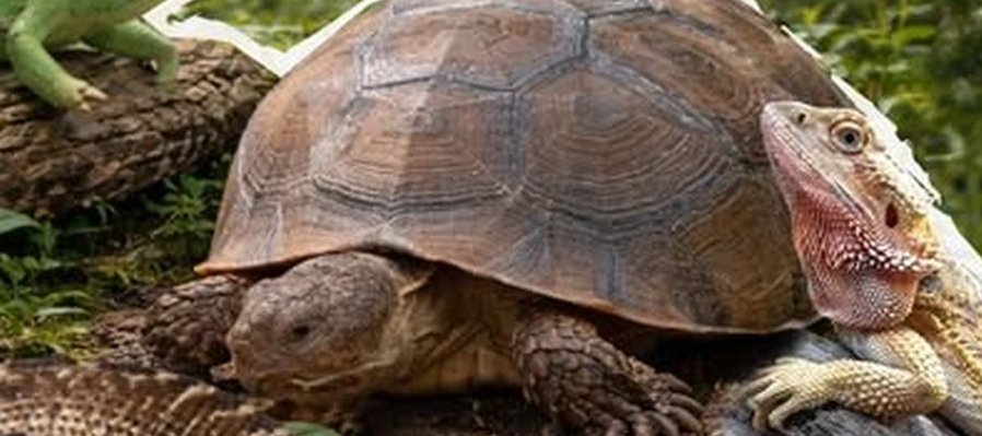 Exhibición y contacto con reptiles