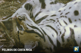 Felinos de Costa Rica: manigordos, pumas y jaguares