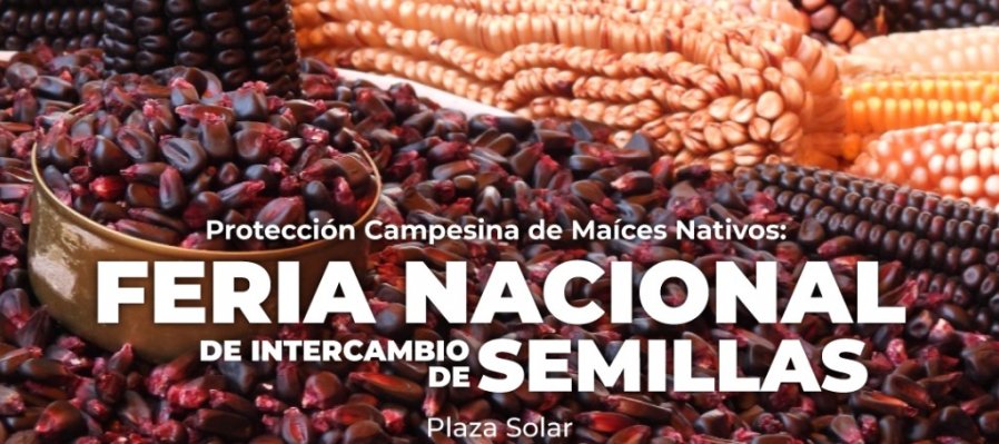 Protección Campesina de Maíces Nativos: Feria Nacional de intercambio de semillas