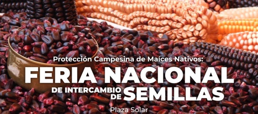Protección Campesina de Maíces Nativos: Feria Nacional de intercambio de semillas