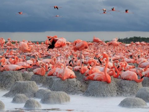 Flamingos, la vida después del meteorito