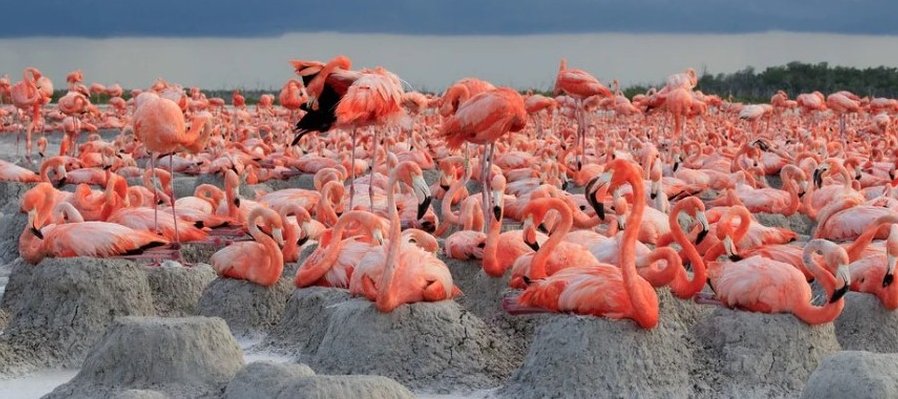 Flamingos, la vida después del meteorito