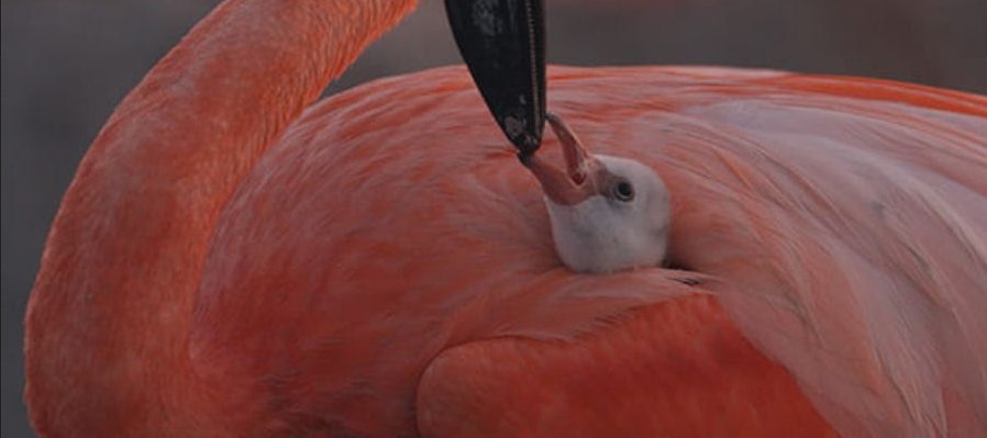 Flamingos: la vida después del meteorito
