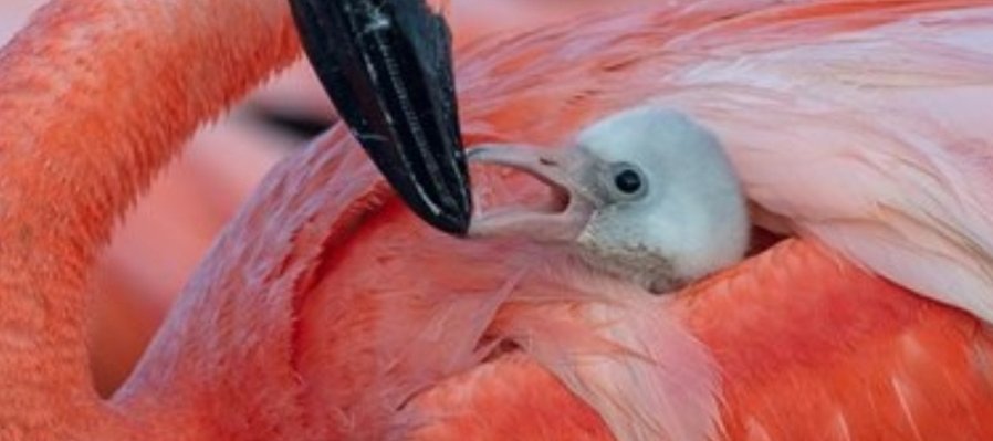 Flamingos: la vida después del meteorito